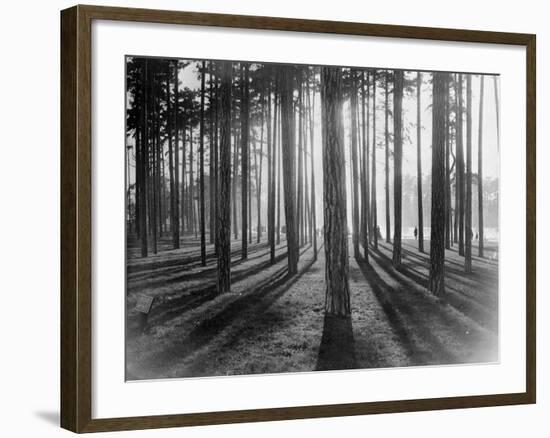 Lights and Shadows Showing Through the Trees-Bettmann-Framed Photographic Print