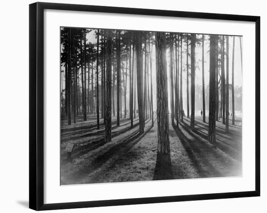 Lights and Shadows Showing Through the Trees-Bettmann-Framed Photographic Print