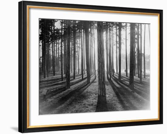 Lights and Shadows Showing Through the Trees-Bettmann-Framed Photographic Print