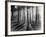 Lights and Shadows Showing Through the Trees-Bettmann-Framed Photographic Print