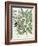 Ligustrum and Guiacana-null-Framed Giclee Print