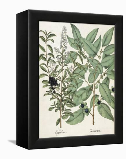 Ligustrum and Guiacana-null-Framed Premier Image Canvas