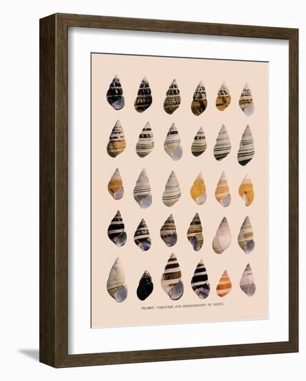 Liguus Tree-Snails-H. A. Pilsbry-Framed Giclee Print