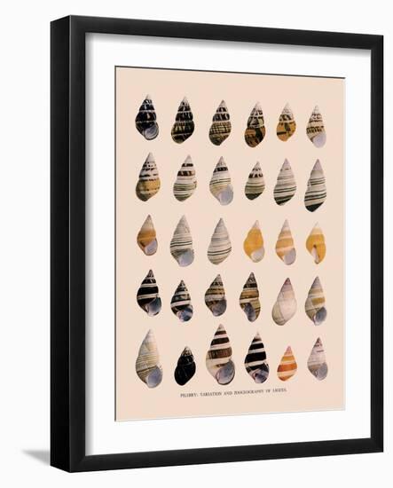 Liguus Tree-Snails-H. A. Pilsbry-Framed Giclee Print