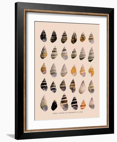 Liguus Tree-Snails-H. A. Pilsbry-Framed Giclee Print