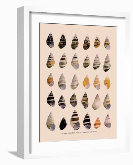 Liguus Tree-Snails-H. A. Pilsbry-Framed Giclee Print