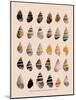 Liguus Tree-Snails-H. A. Pilsbry-Mounted Giclee Print