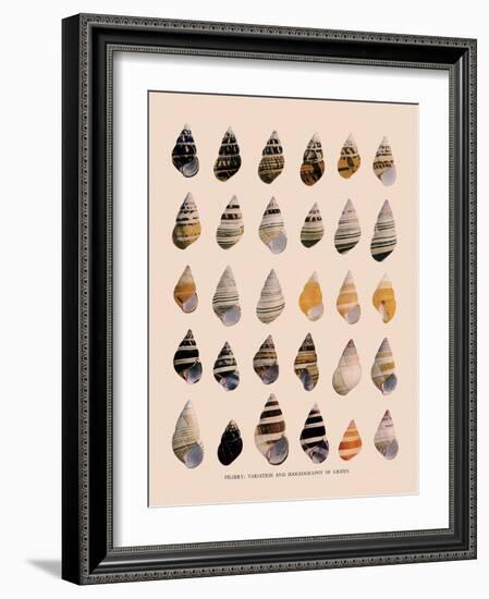 Liguus Tree-Snails-H. A. Pilsbry-Framed Giclee Print