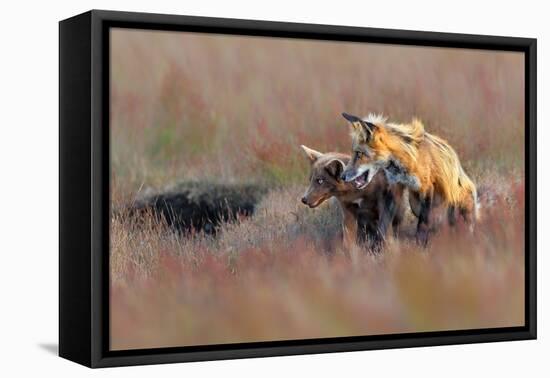 Like Father like Son-Jun Zuo-Framed Premier Image Canvas