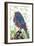 Lil Birdy-Teofilo Olivieri-Framed Giclee Print