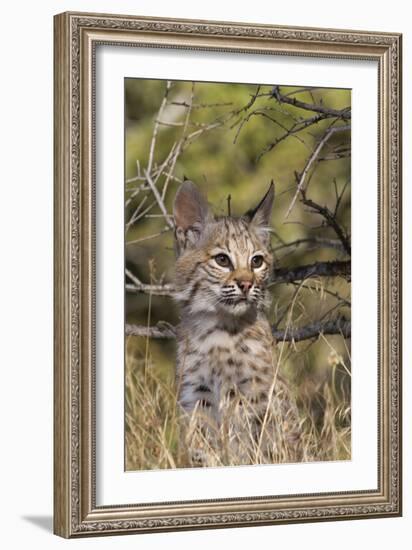 Lil Bob-Susann Parker-Framed Photographic Print