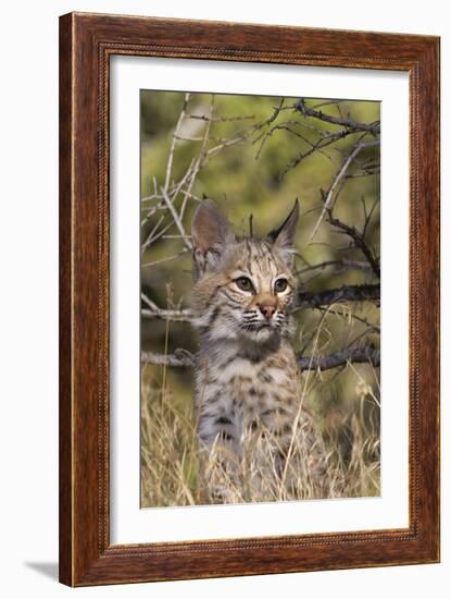 Lil Bob-Susann Parker-Framed Photographic Print