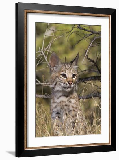 Lil Bob-Susann Parker-Framed Photographic Print