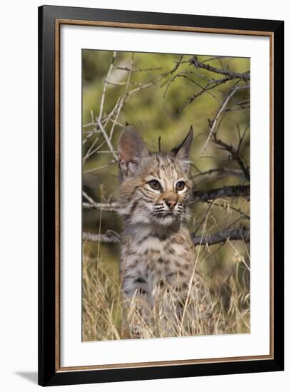 Lil Bob-Susann Parker-Framed Photographic Print