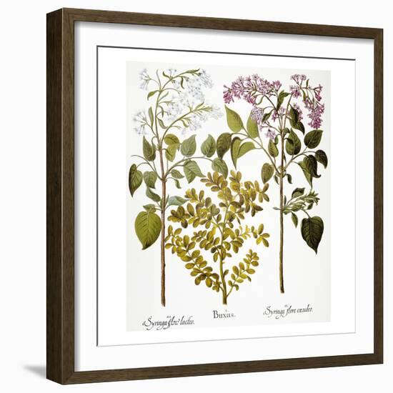 Lilac And Box, 1613-Besler Basilius-Framed Giclee Print