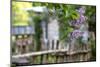 Lilac and Old Wooden Fence-Andrea Haase-Mounted Photographic Print