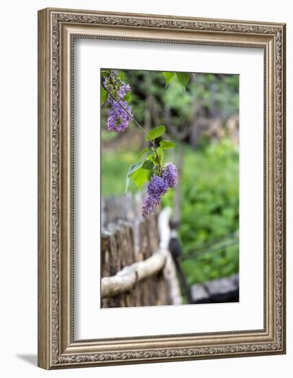 Lilac and Old Wooden Fence-Andrea Haase-Framed Photographic Print