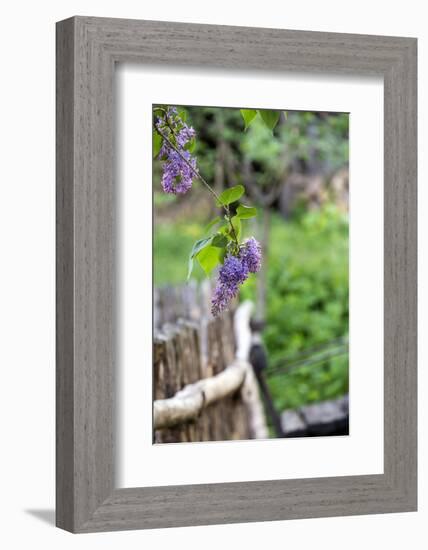 Lilac and Old Wooden Fence-Andrea Haase-Framed Photographic Print