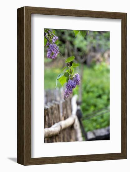 Lilac and Old Wooden Fence-Andrea Haase-Framed Photographic Print