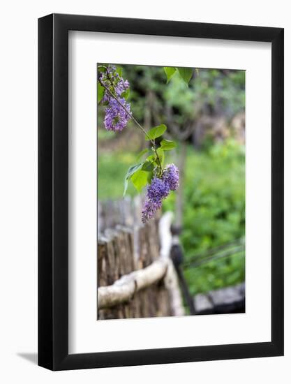 Lilac and Old Wooden Fence-Andrea Haase-Framed Photographic Print