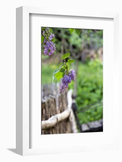 Lilac and Old Wooden Fence-Andrea Haase-Framed Photographic Print