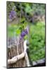 Lilac and Old Wooden Fence-Andrea Haase-Mounted Photographic Print