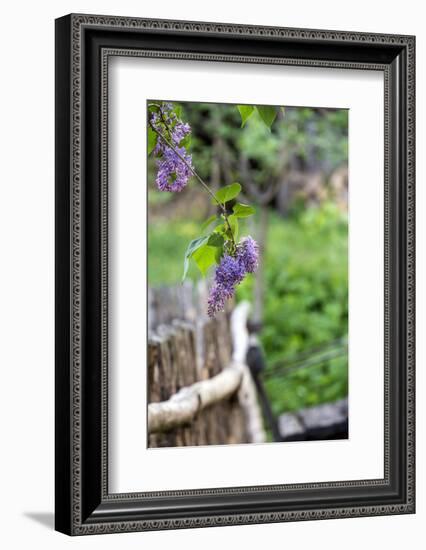 Lilac and Old Wooden Fence-Andrea Haase-Framed Photographic Print