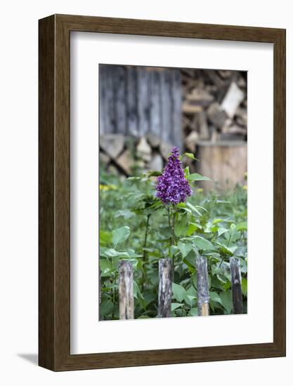 Lilac and Old Wooden Fence-Andrea Haase-Framed Photographic Print