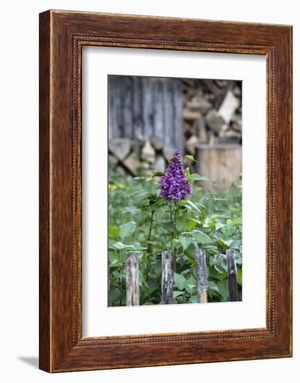 Lilac and Old Wooden Fence-Andrea Haase-Framed Photographic Print