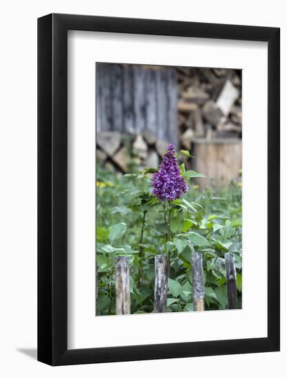 Lilac and Old Wooden Fence-Andrea Haase-Framed Photographic Print