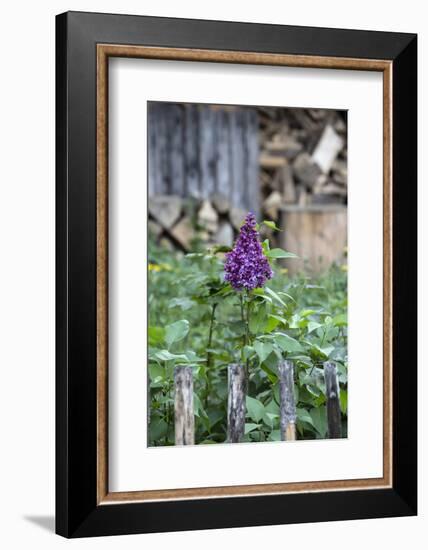 Lilac and Old Wooden Fence-Andrea Haase-Framed Photographic Print