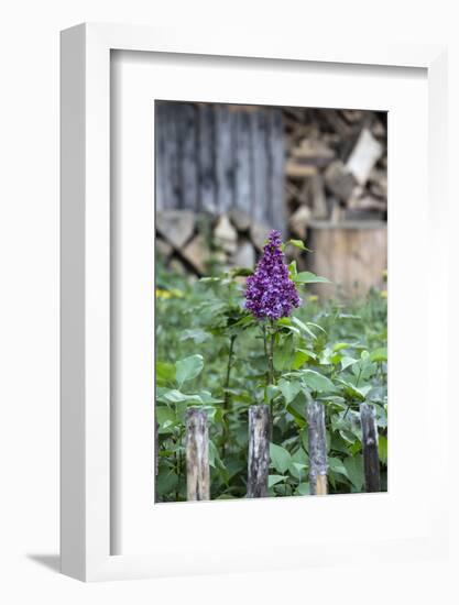 Lilac and Old Wooden Fence-Andrea Haase-Framed Photographic Print