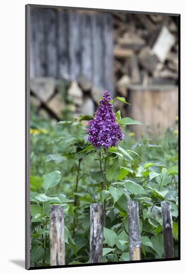 Lilac and Old Wooden Fence-Andrea Haase-Mounted Photographic Print