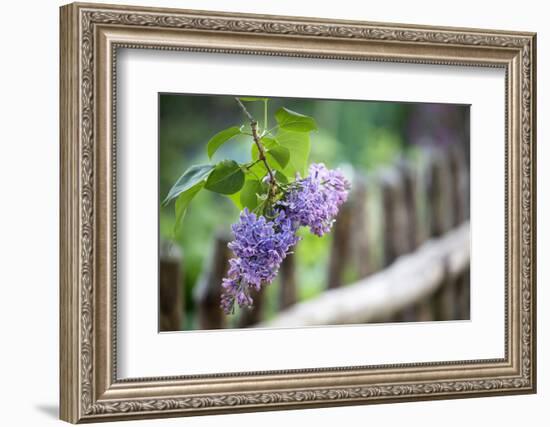 Lilac and Old Wooden Fence-Andrea Haase-Framed Photographic Print