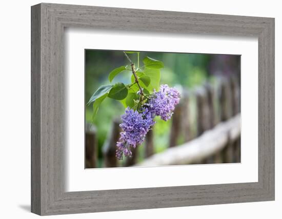 Lilac and Old Wooden Fence-Andrea Haase-Framed Photographic Print