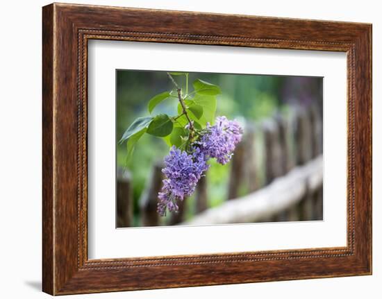 Lilac and Old Wooden Fence-Andrea Haase-Framed Photographic Print