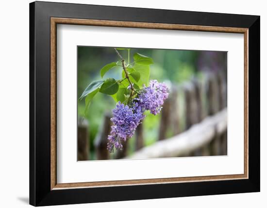 Lilac and Old Wooden Fence-Andrea Haase-Framed Photographic Print