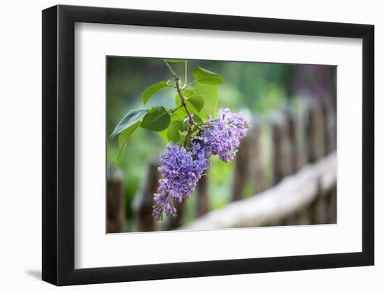 Lilac and Old Wooden Fence-Andrea Haase-Framed Photographic Print