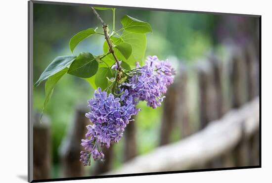 Lilac and Old Wooden Fence-Andrea Haase-Mounted Photographic Print