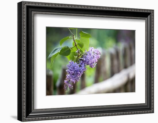 Lilac and Old Wooden Fence-Andrea Haase-Framed Photographic Print