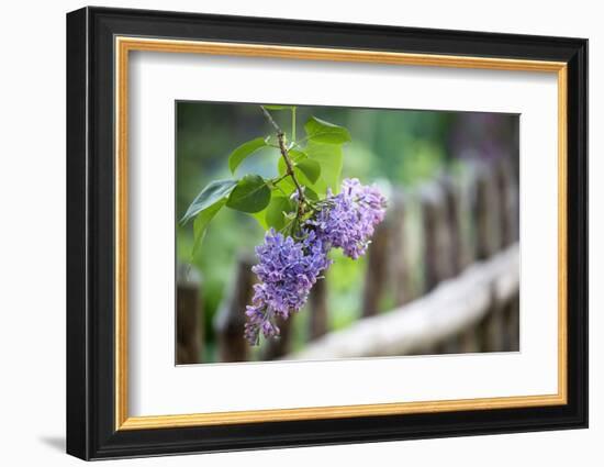 Lilac and Old Wooden Fence-Andrea Haase-Framed Photographic Print