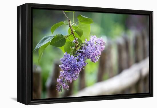 Lilac and Old Wooden Fence-Andrea Haase-Framed Premier Image Canvas