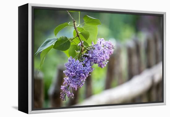 Lilac and Old Wooden Fence-Andrea Haase-Framed Premier Image Canvas
