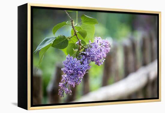 Lilac and Old Wooden Fence-Andrea Haase-Framed Premier Image Canvas