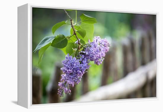 Lilac and Old Wooden Fence-Andrea Haase-Framed Premier Image Canvas