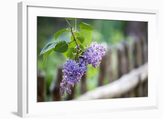 Lilac and Old Wooden Fence-Andrea Haase-Framed Photographic Print