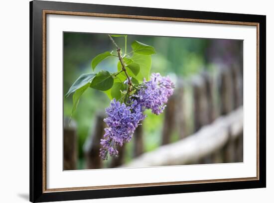 Lilac and Old Wooden Fence-Andrea Haase-Framed Photographic Print