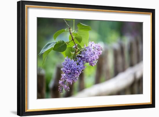 Lilac and Old Wooden Fence-Andrea Haase-Framed Photographic Print