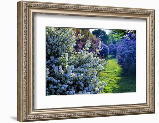 Lilac and Spirea Bloom in a Garden, New Jersey-George Oze-Framed Photographic Print