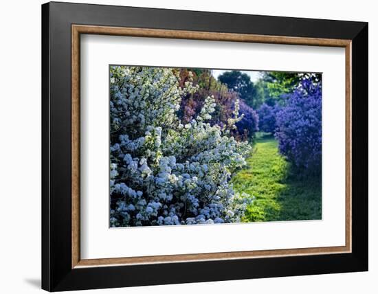 Lilac and Spirea Bloom in a Garden, New Jersey-George Oze-Framed Photographic Print